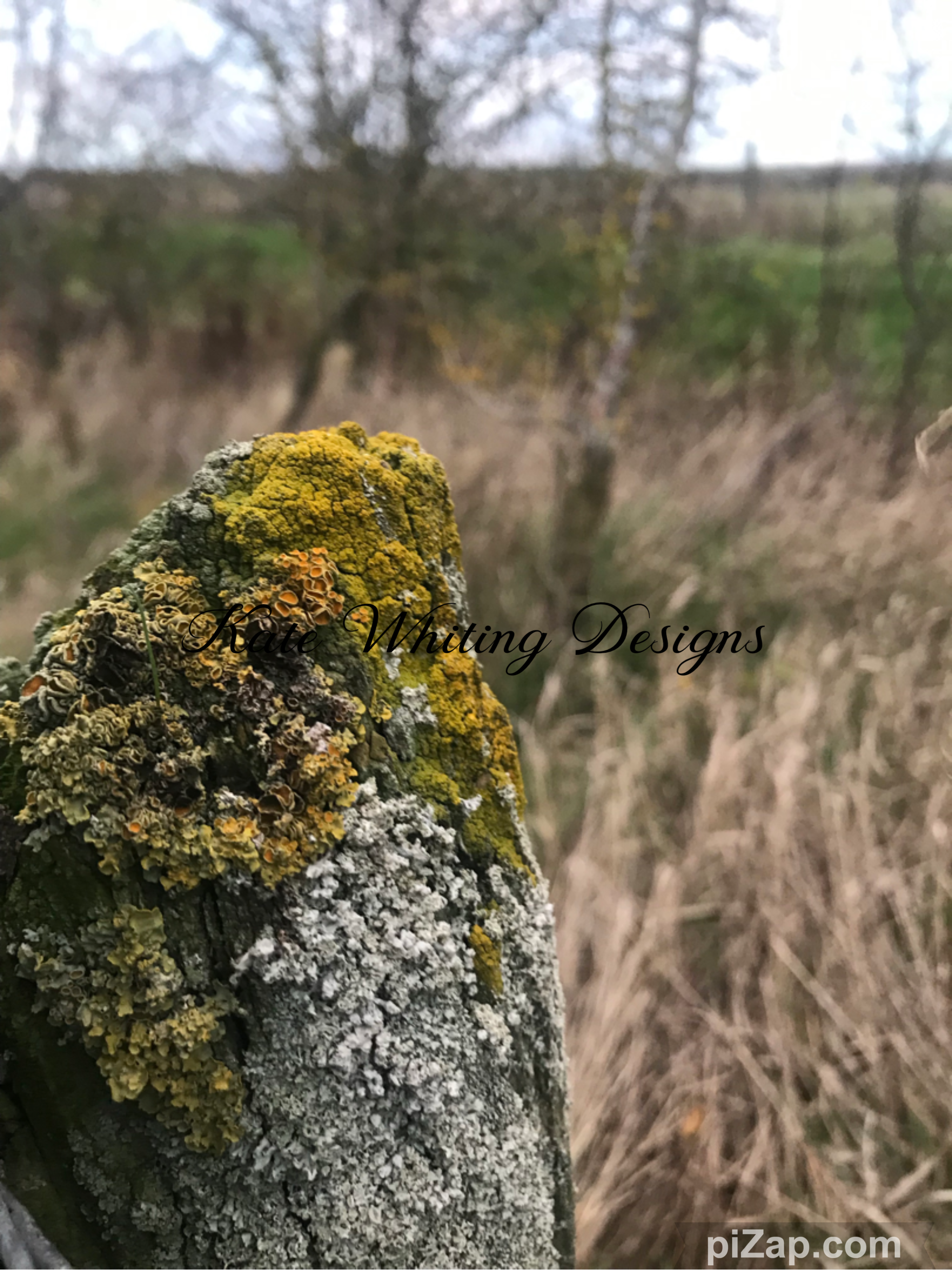 Blank Greeting Card. Winter Lichen