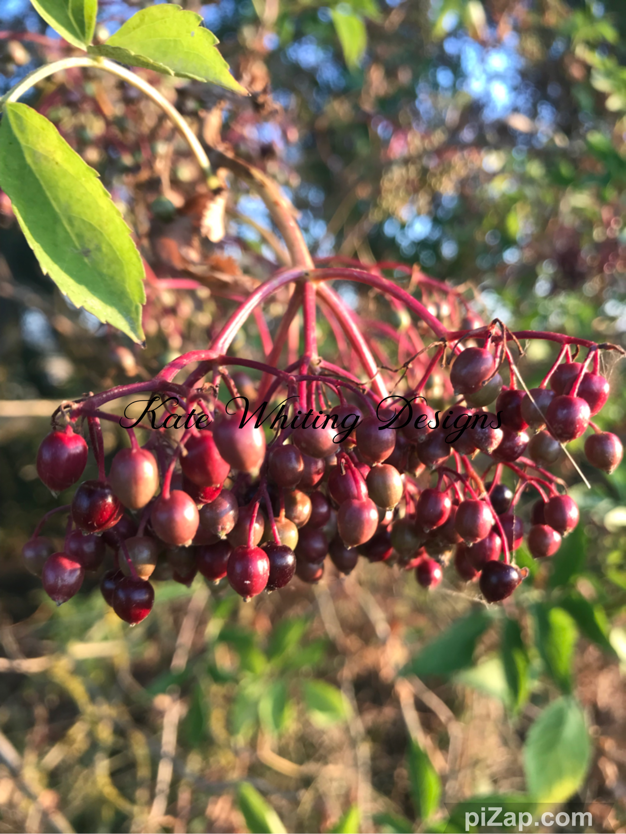 Blank Greeting Card. Elderberries.