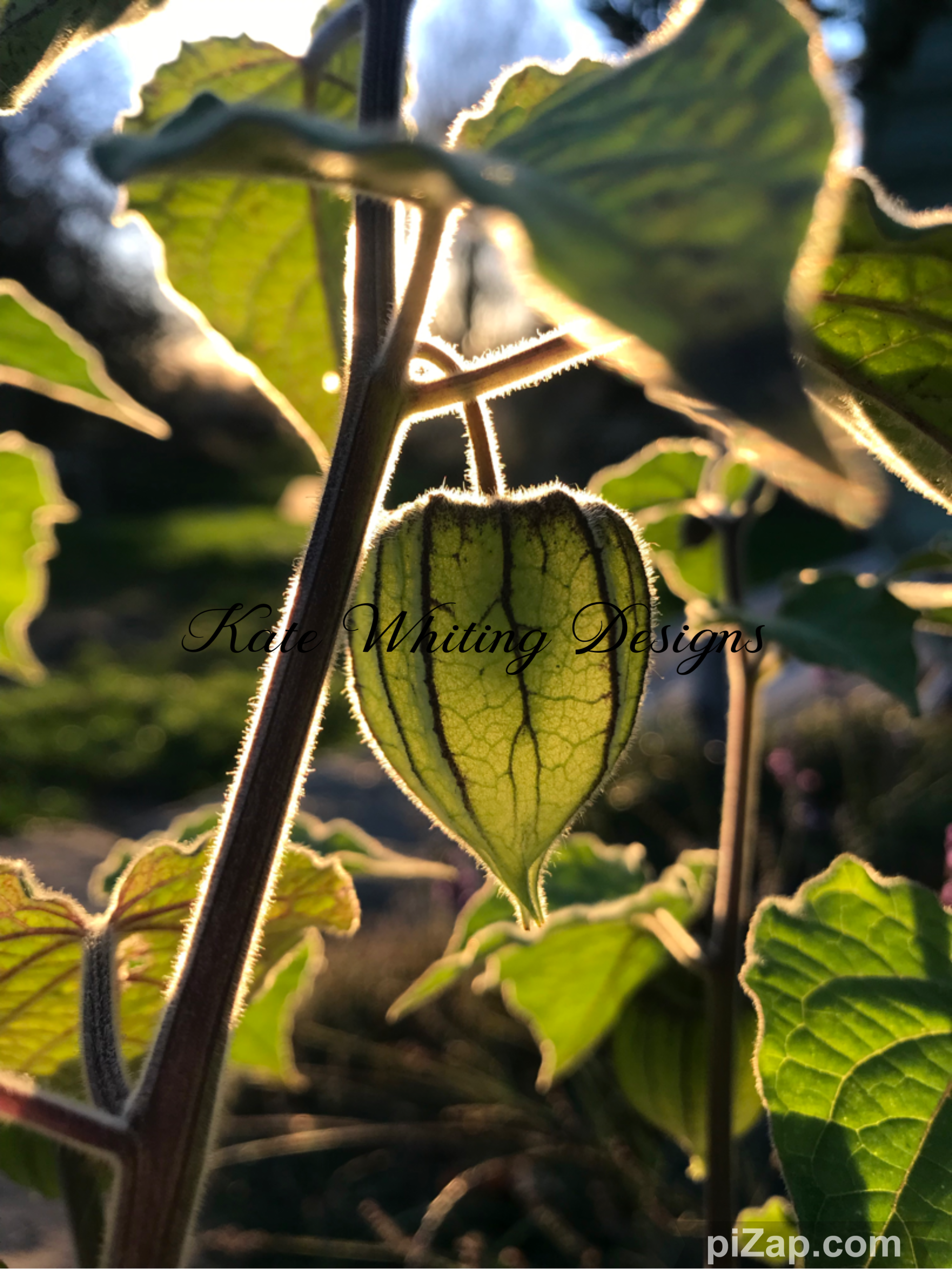 Blank Greeting Card. Cape Gooseberry