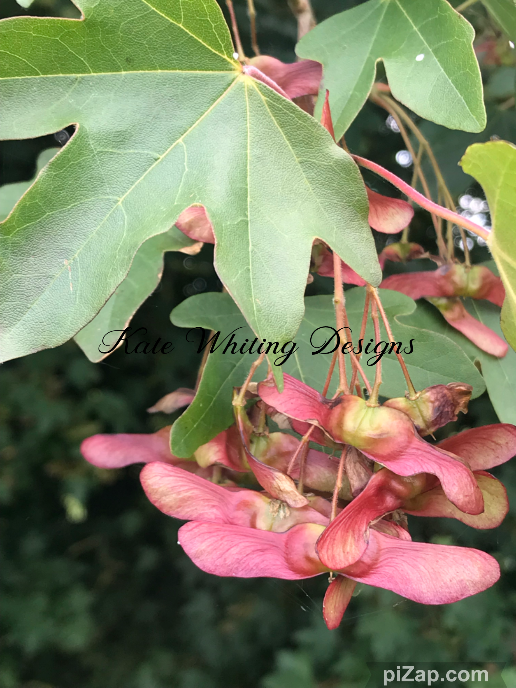 Blank Greeting Card. Field Maple.